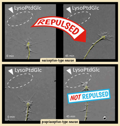 Image showing how lysoPtdGlc controls the positioning of sensory neurons