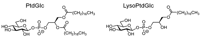 ホスファチジルグルコシド(PtdGlc)とリゾホスファチジルグルコシド(LysoPtdGlc)の分子構造の図