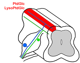 脊髄での脂質の局在の図