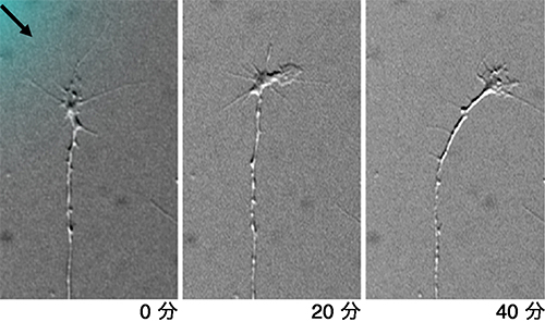 LysoPtdGlcによる痛覚神経突起の反発の画像