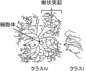 ショウジョウバエdaニューロンの樹状突起の図