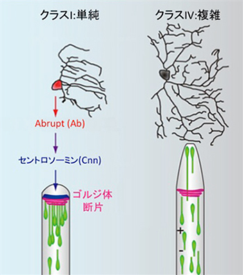 クラス特異的な樹状突起形成のメカニズムの図