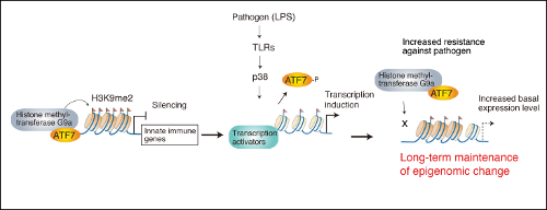 Mechanism behind the finding