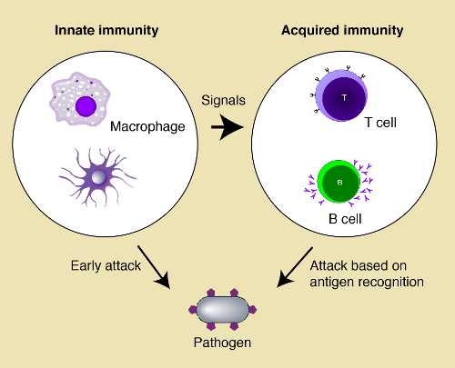 Figure showing innate and acquired immunity