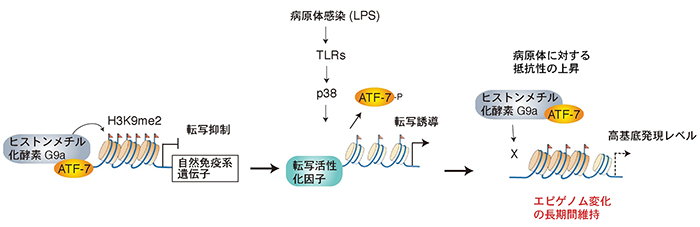 ATF7を介した、病原体感染によるエピゲノム変化と自然免疫記憶の図