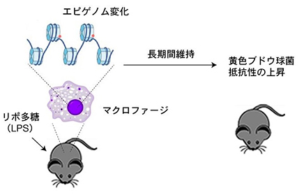 本研究成果のまとめ図