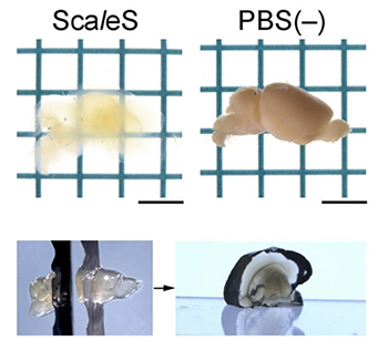 ScaleSによるマウス成体脳の透明化の図