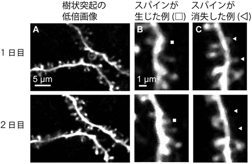 マーモセット大脳皮質のスパインの経時的変化の画像