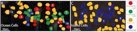 Image showing how Ocean Cells Differentiate Context