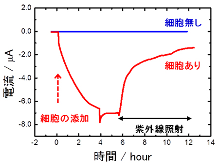 電気化学反応容器へのA.ferrooxidansの細胞添加による電流生成の確認の図