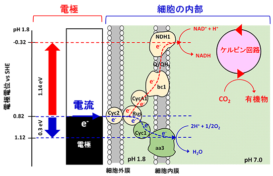 微小の電力を使って生きる生物の代謝経路の図