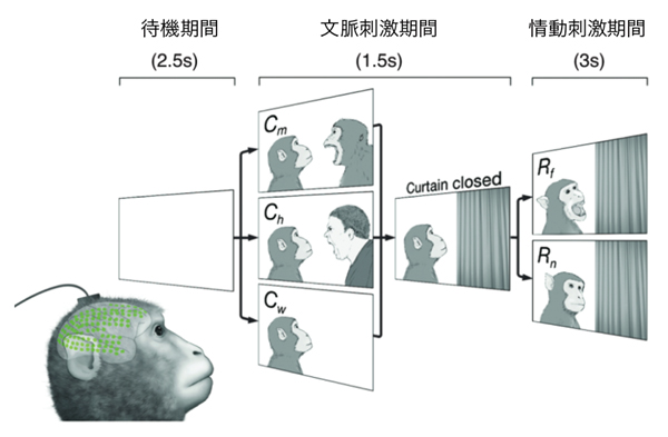 社会的認知課題の流れの図