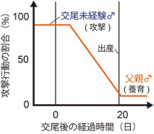 父親マウスになる際の行動変化の図