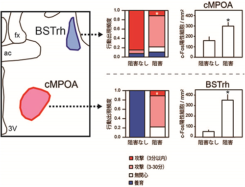 BSTrhとcMPOAの阻害実験の図