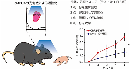 cMPOAの活性化による交尾未経験オスの攻撃行動の減少の図