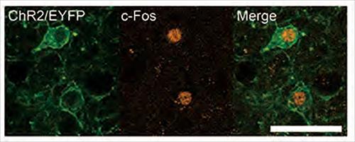 Microscopic image of cMPOA neurons