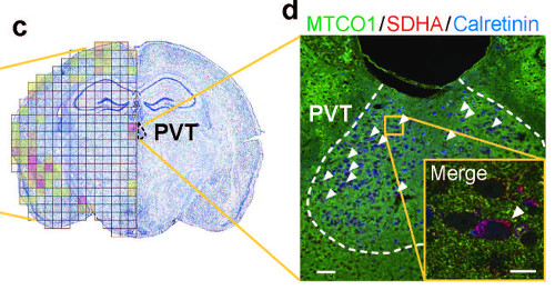 The brain region