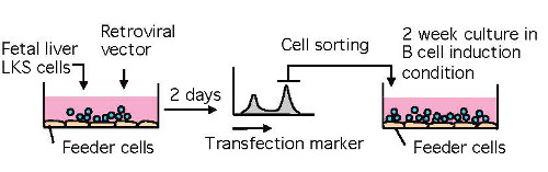Schematic of the method for making IdHP cells