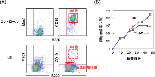 Id3導入による多能造血前駆細胞の増幅の図