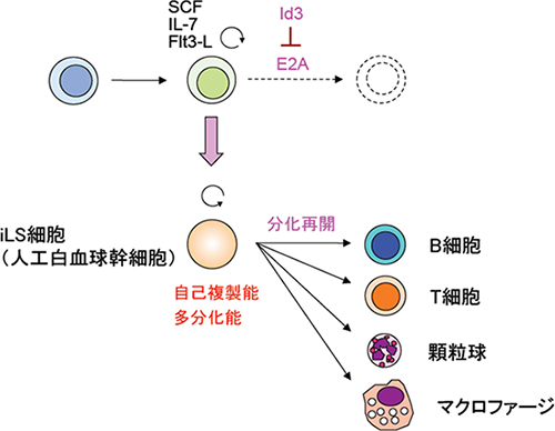 自己複製能と多分化能を兼ね備えたiLS細胞（人工白血球幹細胞）の図
