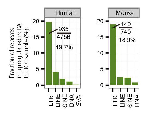 Figures showing LTR expression in human tumors