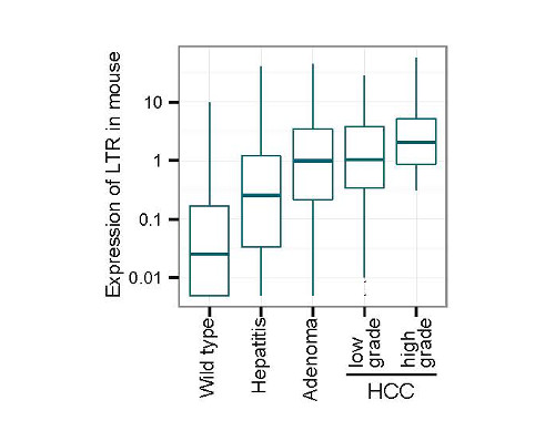 Figure showing LTR expression in mice HCCs