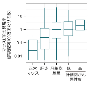 肝細胞がんモデルマウスにおけるLTRの活性化の図