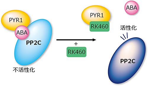 RK460がABAと拮抗的に作用の図