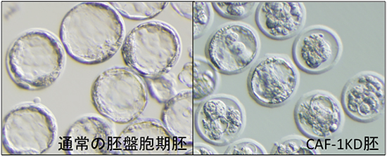 CAF-1KD胚における胚性致死の図