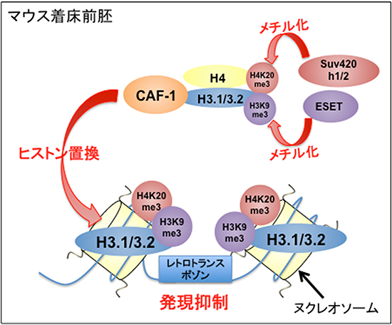 CAF-1によるレトロトランスポゾン抑制機構の模式図の画像