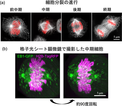 細胞分裂像の図