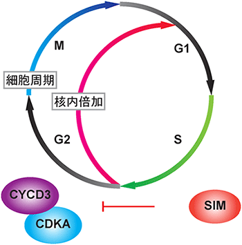 SIMによる細胞周期から核内倍加移行への制御の図