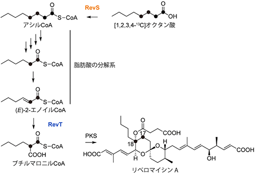 RM-Aのアルキル側鎖の生合成の図