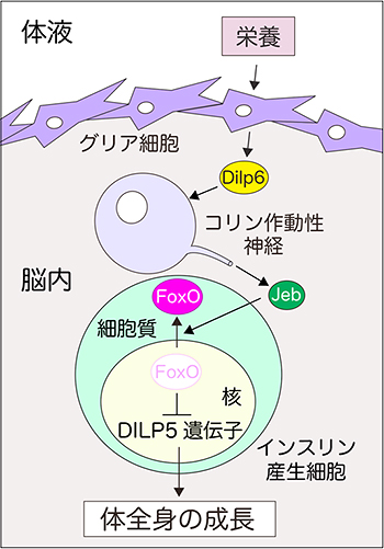 栄養依存的にDILP5遺伝子の発現が調節されるメカニズムの図