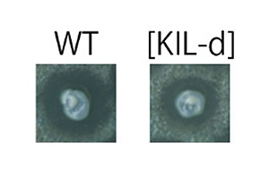 野生型および[KIL-d]酵母のキラー活性の図