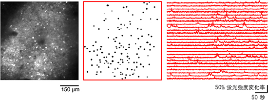 マーモセット大脳皮質神経細胞の自発活動イメージング図