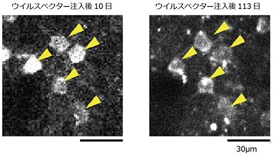 マーモセット大脳皮質神経細胞の長期的観察図