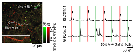 神経細胞の樹状突起から記録した感覚応答の図