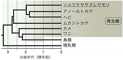 哺乳類、鳥類、爬虫類の進化系統樹の図