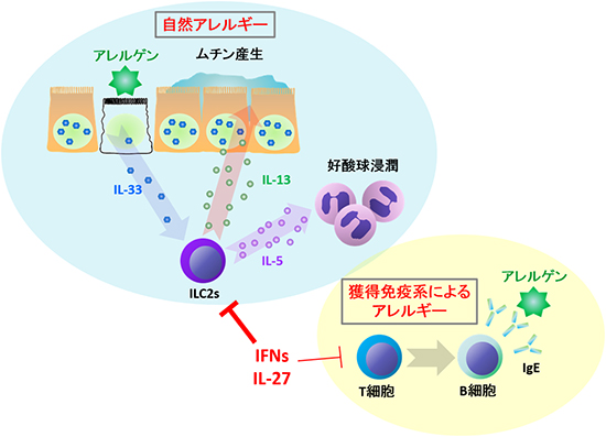 IFNとIL-27によるILC2sを介した自然アレルギー抑制機構の図