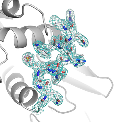 S-SAD法により決定したリゾチームのタンパク質結晶構造図