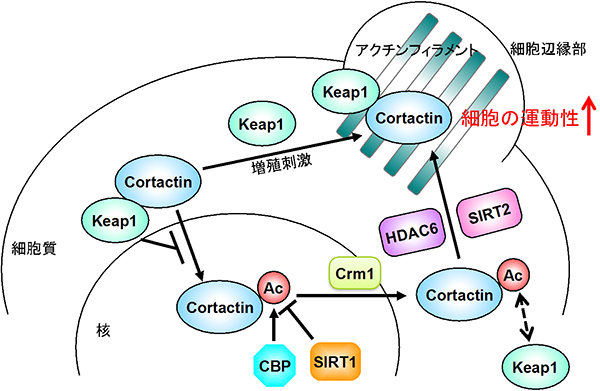Keap1とアセチル化によるコータクチンの活性制御機構の模式図の画像