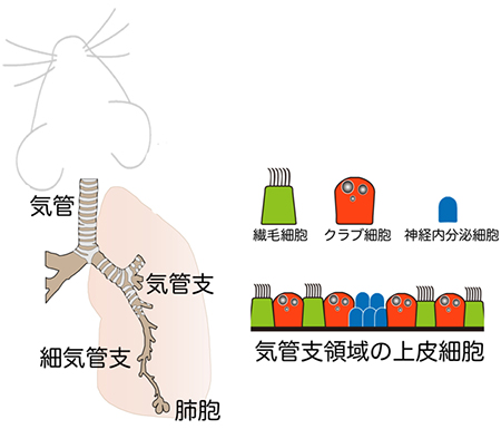 マウスの呼吸器の構造と気管支領域の上皮細胞の分布図