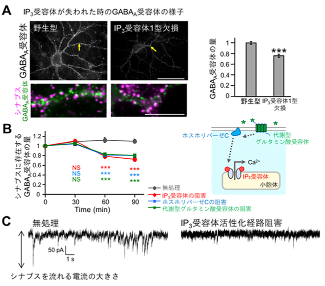 マウス・ラットにおけるGABAA受容体のシナプス後膜への集積を調べた実験結果の図