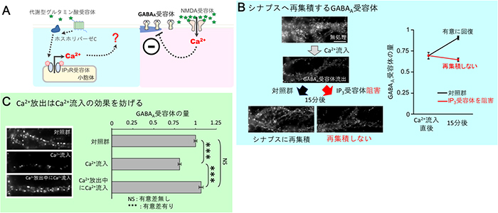 Ca2+放出とCa2+流入のGABAA受容体集積への異なる役割の図