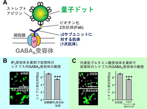 側方拡散の制御によるGABA A受容体集積制御の図