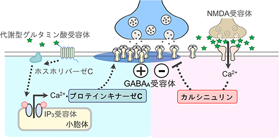 グルタミン酸とCa2+によるGABA A受容体の側方拡散制御の図