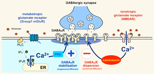 Schematic depicting excitatory/inhibitory balance within the brain