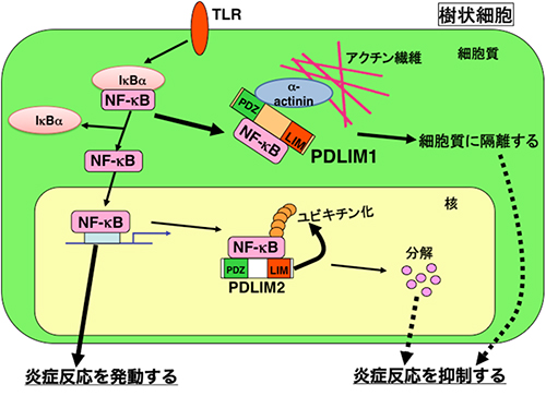 PDLIM1およびPDLIM2による炎症反応制御機構の図