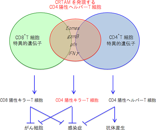 CRTAMを発現するCD4陽性ヘルパーT細胞の遺伝子発現パターンの図